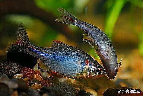 讓魚發(fā)色最簡(jiǎn)單三招【養(yǎng)魚小藝，[需手動(dòng)填充][需手動(dòng)填充]魚發(fā)色全攻略，這些技巧你必須知道】