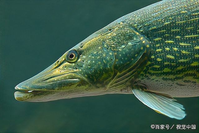 狗魚的市場價格【狗魚價格多少錢一斤8u58特產網狗魚價格多少錢一斤】