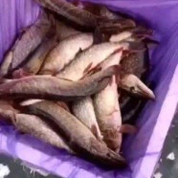 狗魚的市場價格【狗魚價格多少錢一斤8u58特產網狗魚價格多少錢一斤】