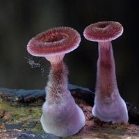 狗魚的市場價格【狗魚價格多少錢一斤8u58特產網狗魚價格多少錢一斤】