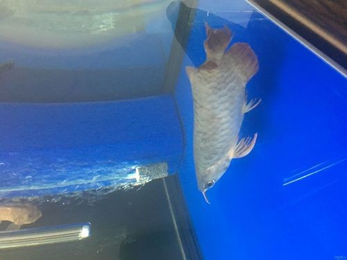 金龍魚批發銷售需要哪些資質？，過背金龍魚有哪些特點？
