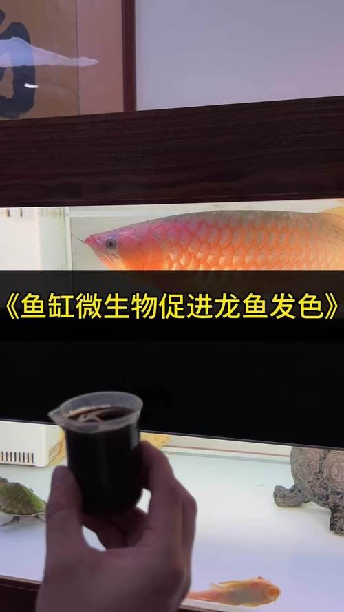 給我一些龍魚鱗片發黑的圖片示例