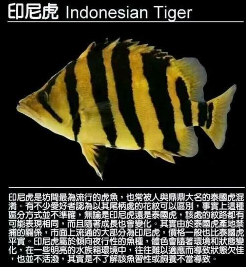 虎紋龍王魚最忌三個(gè)東西圖片【虎紋龍王魚飼養(yǎng)技術(shù)】