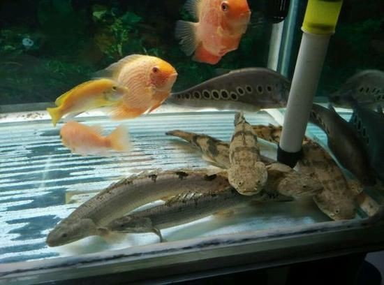 虎紋龍王魚最忌三個(gè)東西圖片【虎紋龍王魚飼養(yǎng)技術(shù)】