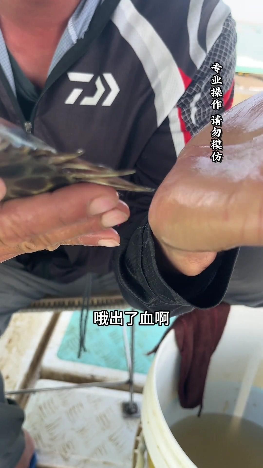 金鼓魚要怎么煮沒毒的【據說被這個魚扎一次痛三天，江師傅教你酸梅煮金鼓魚】