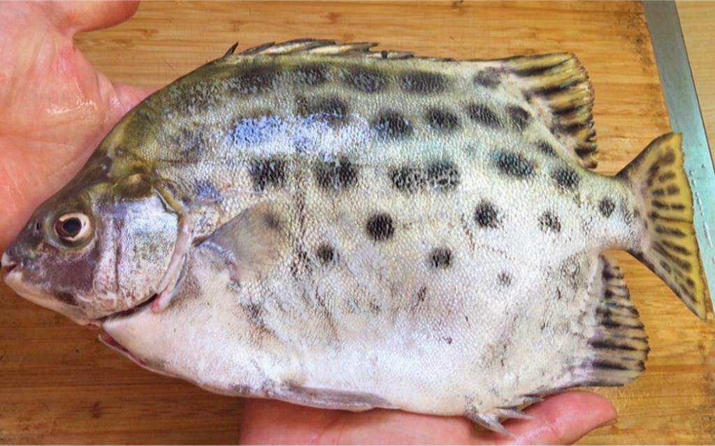金鼓魚要怎么煮沒毒的【據說被這個魚扎一次痛三天，江師傅教你酸梅煮金鼓魚】