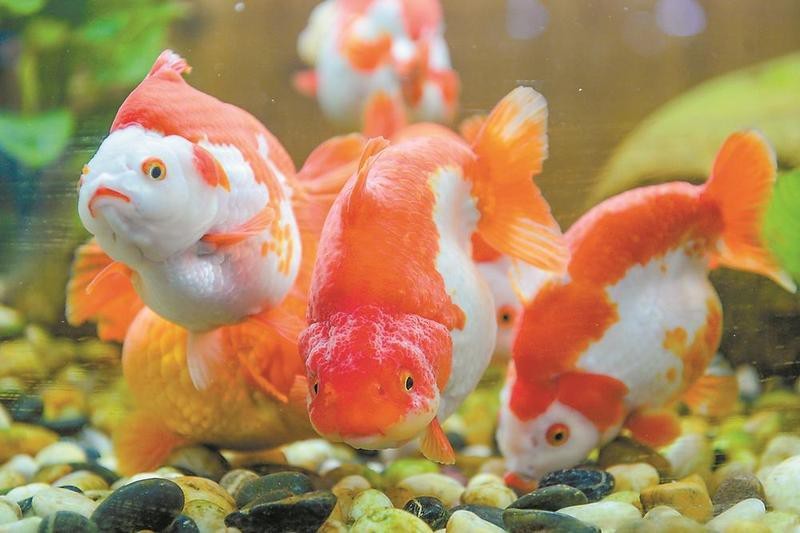 閩侯龍魚店【福州哪里有專業的龍魚店】