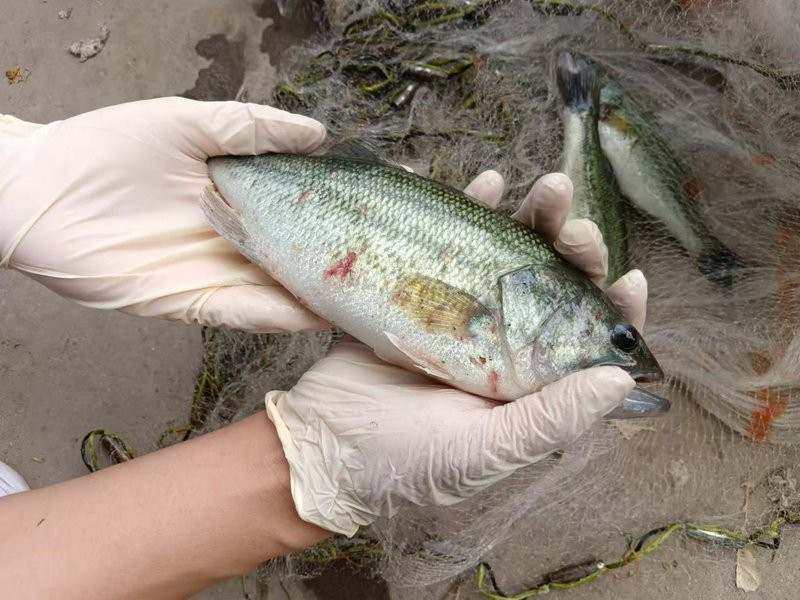 如何判斷龍魚是否因傳染病死亡？【如何判斷龍魚是否因傳染病死亡】