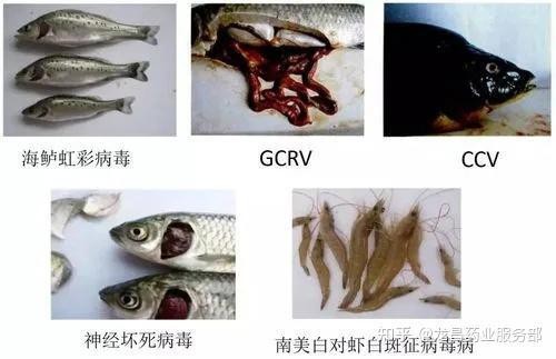 如何判斷龍魚是否因傳染病死亡？【如何判斷龍魚是否因傳染病死亡】