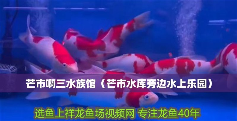 <strong><mark>芒市</mark></strong>水族店【<strong><mark>芒市</mark></strong>有哪些水族館】
