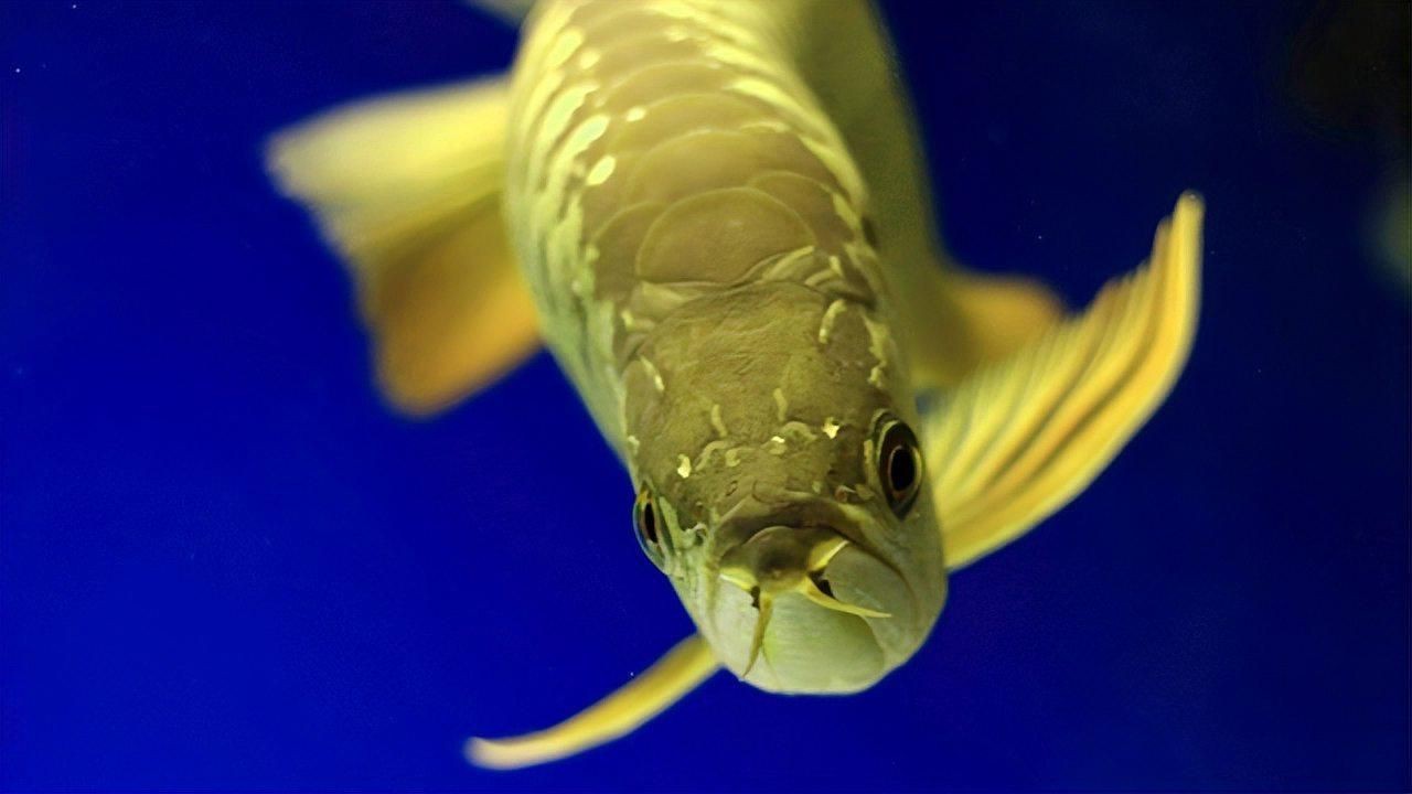 金龍魚是什么魚【世界十大最美麗觀賞魚排行榜（第五名）:金龍魚】