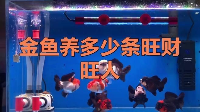 魚缸一般幾條魚最旺【關(guān)于魚缸養(yǎng)魚數(shù)量的選擇需綜合風(fēng)水寓意、五行適配及科學(xué)養(yǎng)殖三方面考量】 魚缸一般幾條魚最旺【關(guān)于魚缸養(yǎng)魚數(shù)量的選擇需綜合風(fēng)水寓意、五行適配及科學(xué)養(yǎng)殖三方面考量】 龍魚百科 第10張