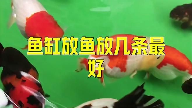 魚缸一般幾條魚最旺【關(guān)于魚缸養(yǎng)魚數(shù)量的選擇需綜合風(fēng)水寓意、五行適配及科學(xué)養(yǎng)殖三方面考量】 魚缸一般幾條魚最旺【關(guān)于魚缸養(yǎng)魚數(shù)量的選擇需綜合風(fēng)水寓意、五行適配及科學(xué)養(yǎng)殖三方面考量】 龍魚百科 第12張