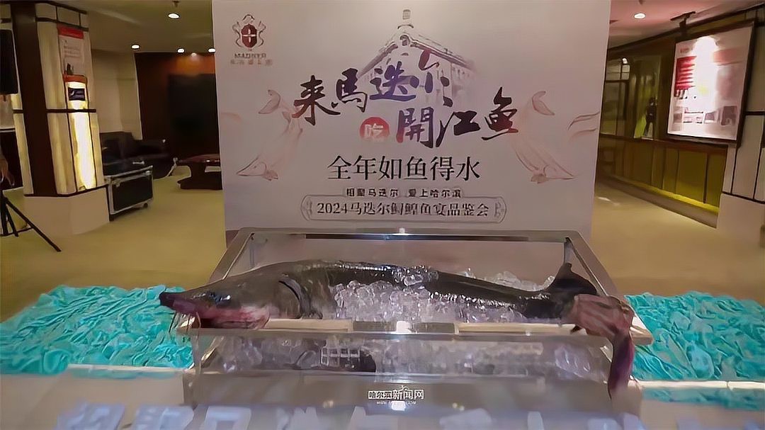 通河龍魚店【冰城漁家撒網松花江,把“開江第一鮮”化作鄉愁】 通河龍魚店【冰城漁家撒網松花江,把“開江第一鮮”化作鄉愁】 全國水族館企業名錄 第2張