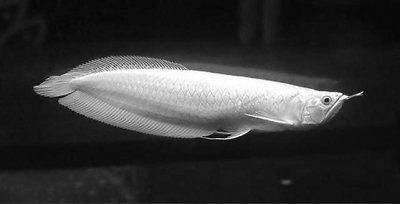 白金龍魚的市場價格是多少？【晚間科學(xué)探索,白金龍魚價格】