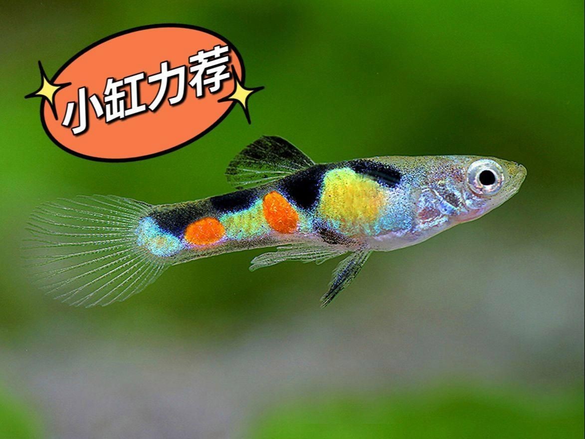 家庭小魚缸適合養什么魚【小魚缸里能養什么】 龍魚百科 第4張 家庭小魚缸適合養什么魚【小魚缸里能養什么】 家庭小魚缸適合養什么魚【小魚缸里能養什么】 龍魚百科 第4張