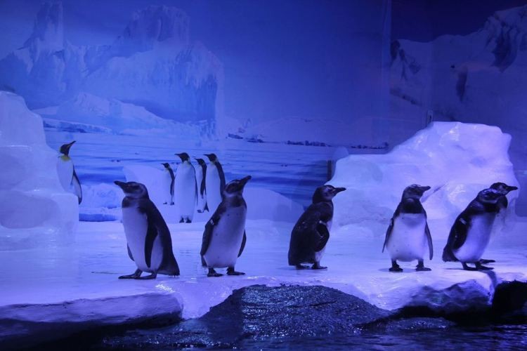 海北水族店【北海兩水族館，誰(shuí)更值愛(ài)生活的瀟瀟樂(lè)】 海北水族店【北海兩水族館，誰(shuí)更值愛(ài)生活的瀟瀟樂(lè)】 全國(guó)水族館企業(yè)名錄 第1張