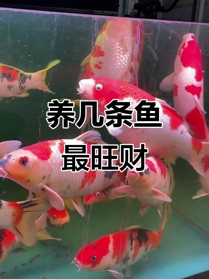 養(yǎng)魚養(yǎng)幾條最好招財【養(yǎng)幾條魚可以旺財】