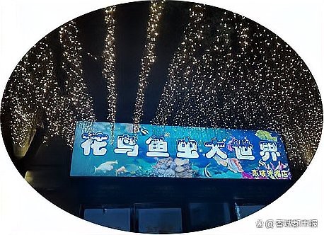 湖北水族店【湖北水族店哪家口碑最好】
