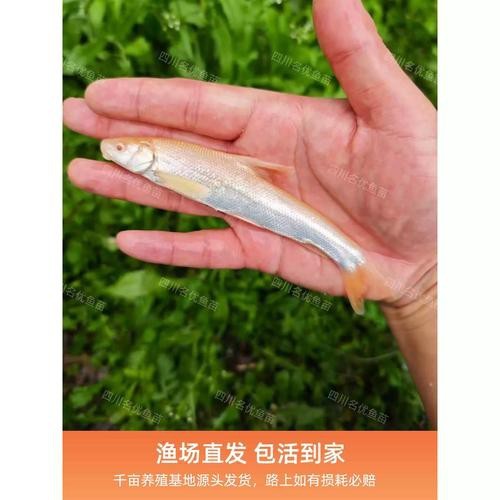 白子招財龍最大圖片