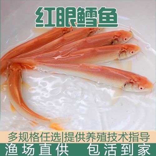 白子招財龍最大圖片