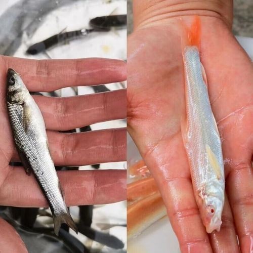 白子招財龍最大圖片