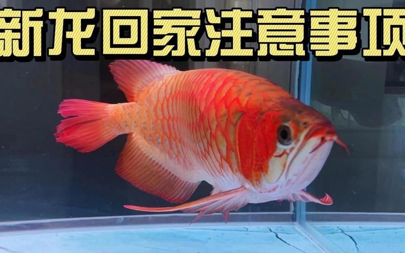 如何預防龍魚交叉感染【第361話龍魚案例分析】