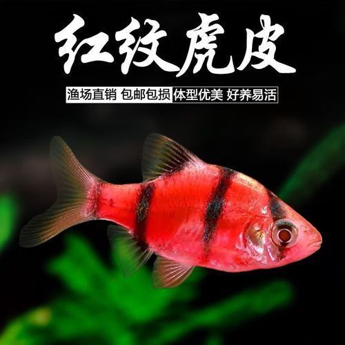 紅老虎魚長大后圖片【紅老虎魚價格是多少紅老虎魚長大后還會變色嗎】