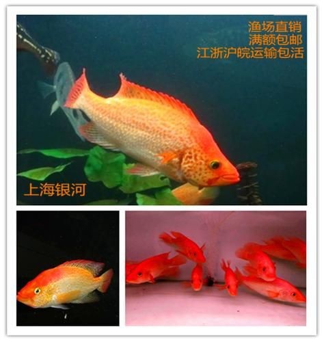 紅老虎魚長大后圖片【紅老虎魚價格是多少紅老虎魚長大后還會變色嗎】