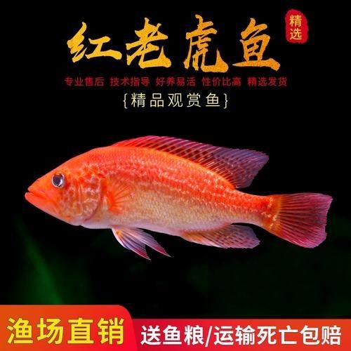 紅老虎魚長大后圖片【紅老虎魚價格是多少紅老虎魚長大后還會變色嗎】