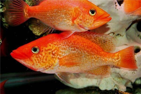 紅老虎魚長大后圖片【紅老虎魚價格是多少紅老虎魚長大后還會變色嗎】
