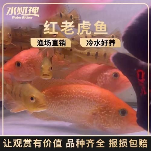 紅老虎魚長大后圖片【紅老虎魚價格是多少紅老虎魚長大后還會變色嗎】