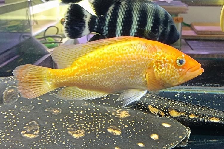 紅老虎魚長大后圖片【紅老虎魚價格是多少紅老虎魚長大后還會變色嗎】