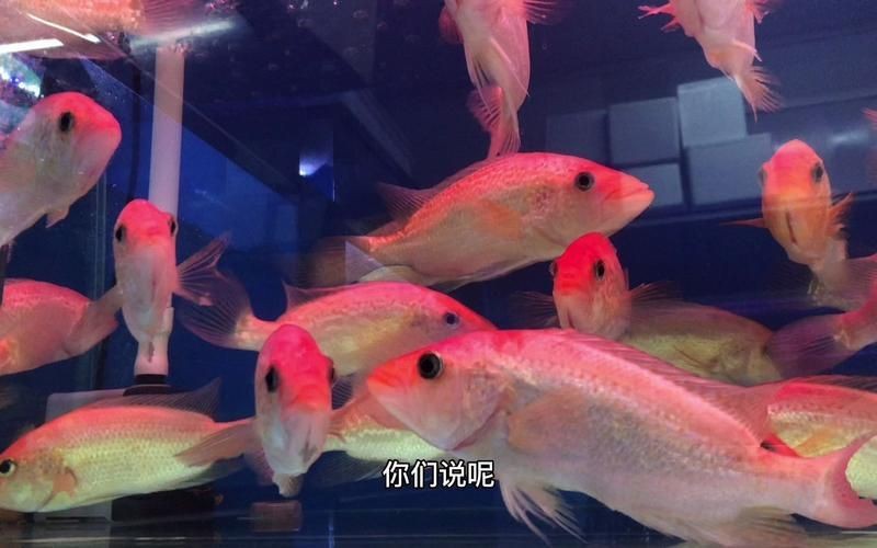 紅老虎魚長大后圖片【紅老虎魚價格是多少紅老虎魚長大后還會變色嗎】