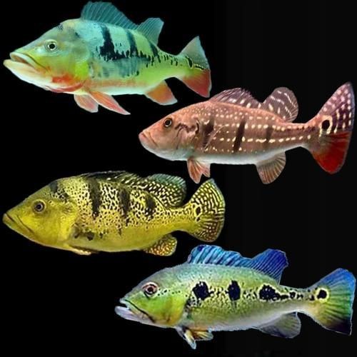紅老虎魚長大后圖片【紅老虎魚價格是多少紅老虎魚長大后還會變色嗎】