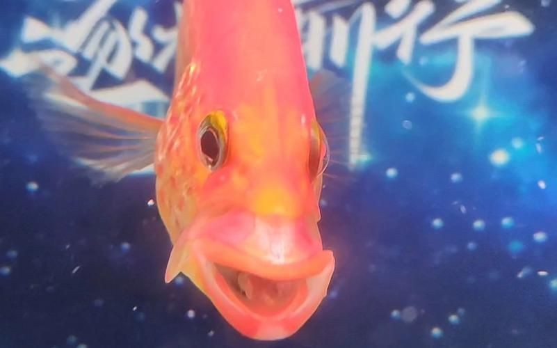 紅老虎魚長大后圖片【紅老虎魚價格是多少紅老虎魚長大后還會變色嗎】