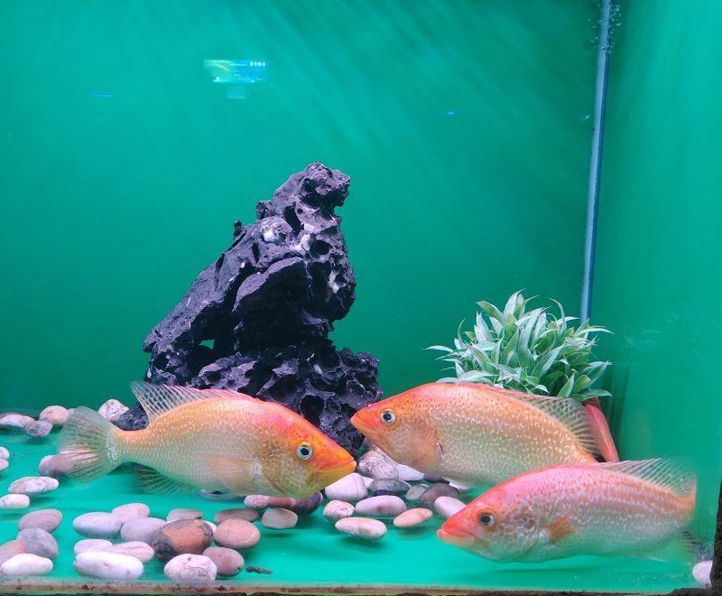 紅老虎魚長大后圖片【紅老虎魚價格是多少紅老虎魚長大后還會變色嗎】