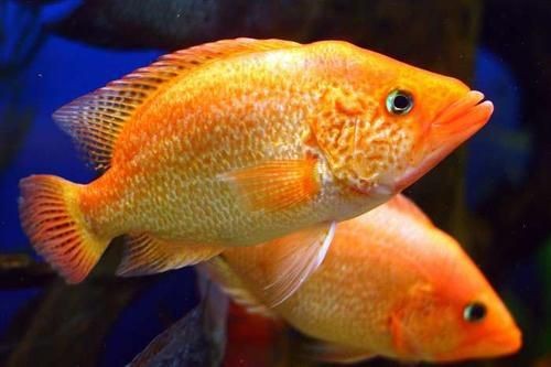紅老虎魚長大后圖片【紅老虎魚價格是多少紅老虎魚長大后還會變色嗎】