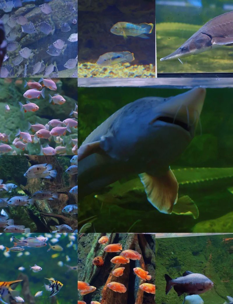 遵義水族店【遵義冰雪海洋世界攜程旅行網65元半價搶購遵義海洋世界門票】