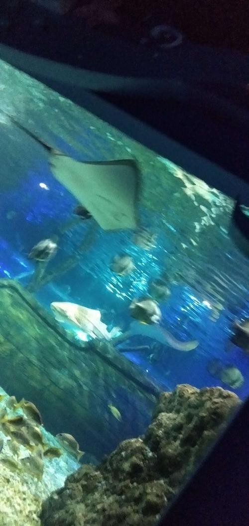遵義水族店【遵義冰雪海洋世界攜程旅行網65元半價搶購遵義海洋世界門票】