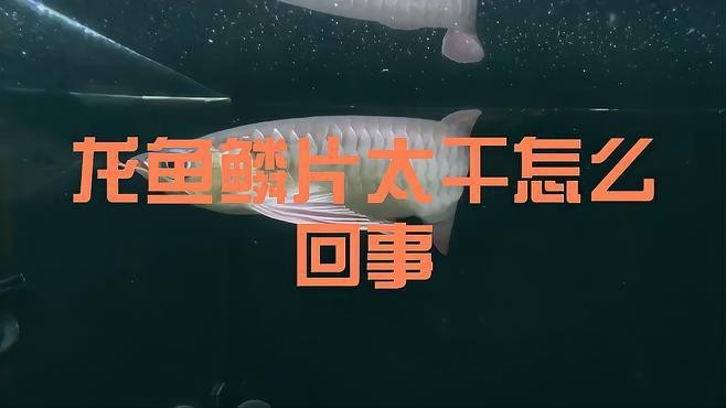 紅龍魚開燈后鱗片干燥如何處理？【紅龍魚鱗片太干怎么回事萌寵專家龍魚鱗片太干怎么回事】