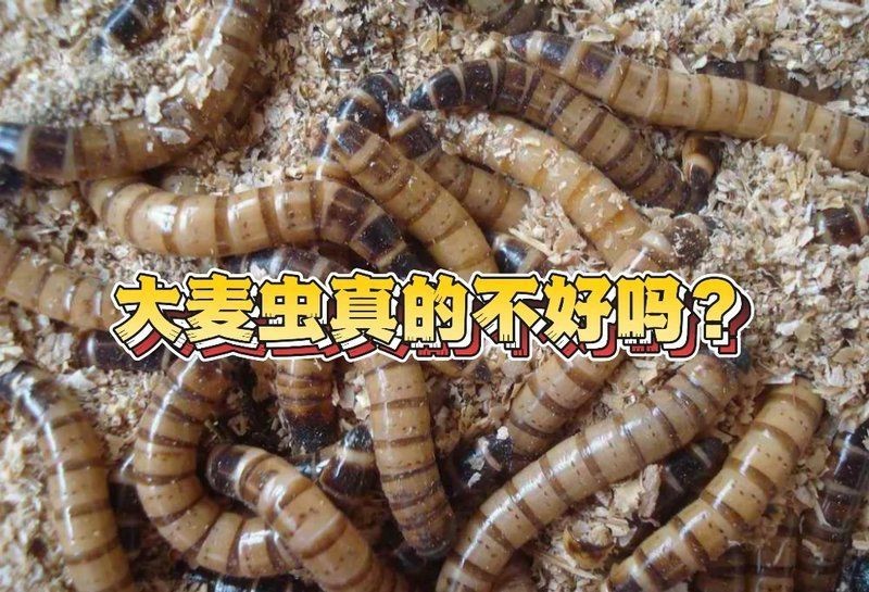 金龍魚喂了三年大麥蟲【養魚老道，龍魚吃大麥蟲好嗎】