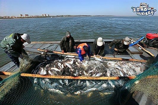 萊西龍魚店【澳大利亞“國寶魚”萊西養本地網友：沒吃過…萊西融媒】