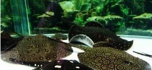 魟魚水溫32度能活幾年【關于魟魚在32℃水溫下的生存年限問題結合多份養殖指南和科學研究】