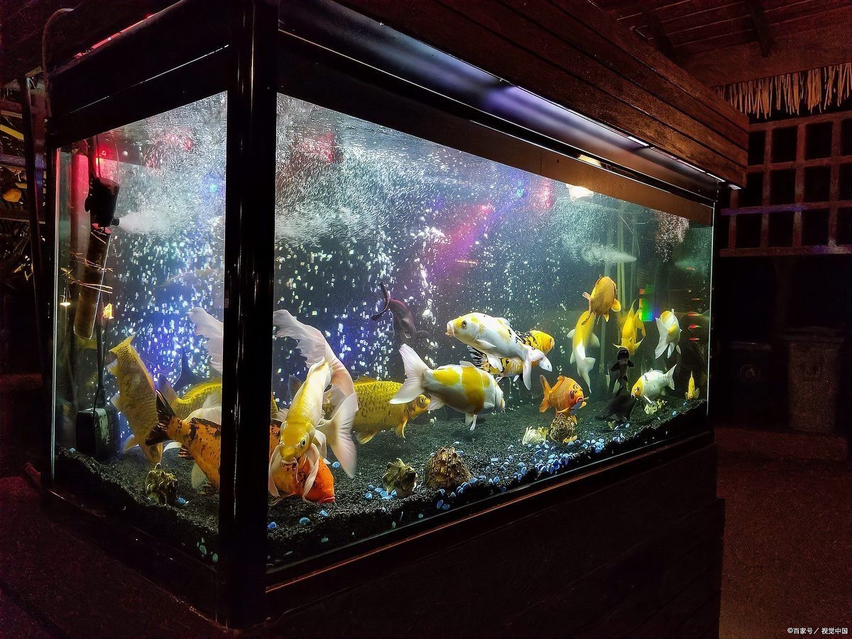 水族燈具品牌大全【cips2018水族新品速覽——票選你最喜歡的燈具】 水族燈具品牌大全【cips2018水族新品速覽——票選你最喜歡的燈具】 龍魚論壇 第3張