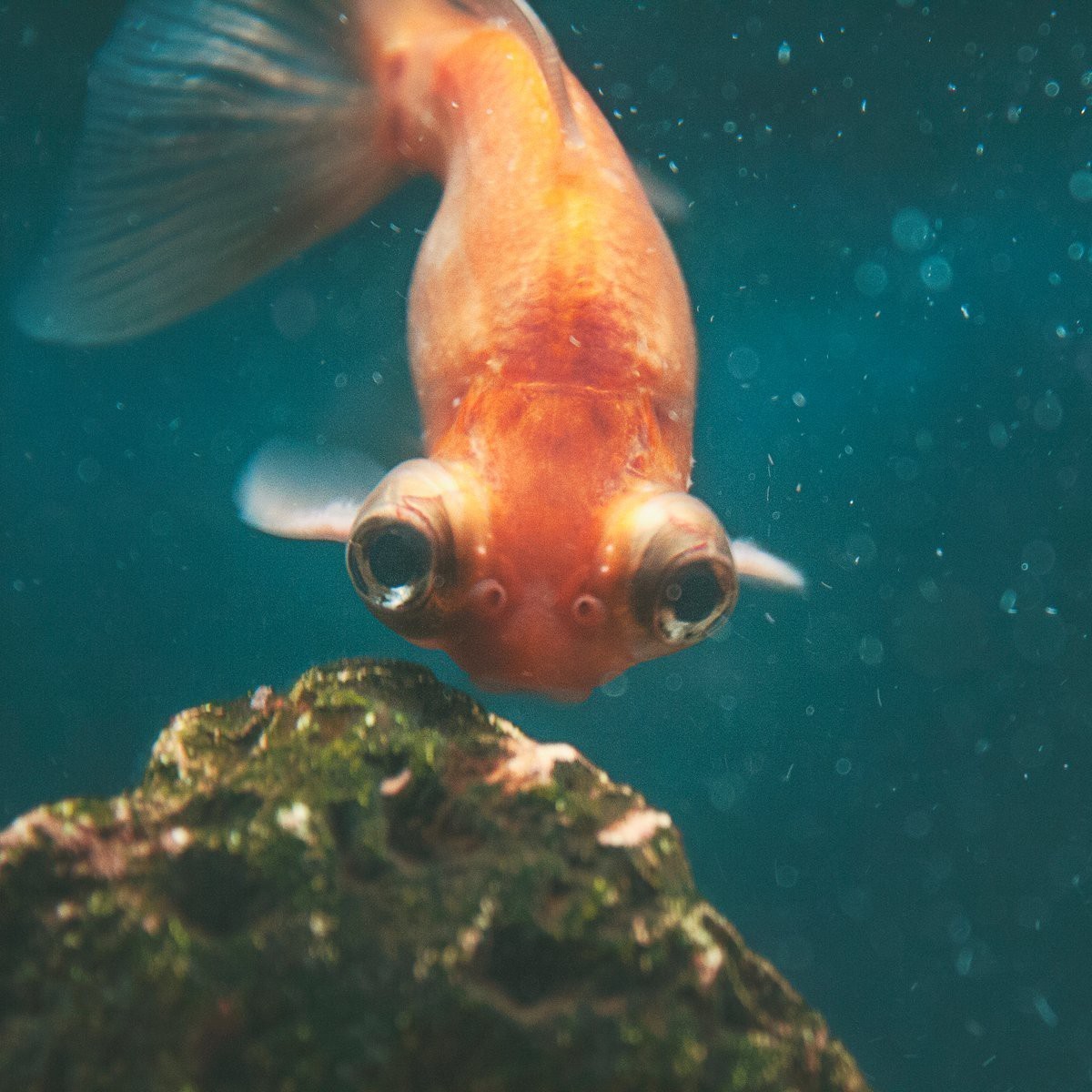 龍魚眼凸會自愈嗎？【智能模式回答完成調用工具：百度健康】 龍魚眼凸會自愈嗎？【智能模式回答完成調用工具：百度健康】 龍魚論壇 第3張