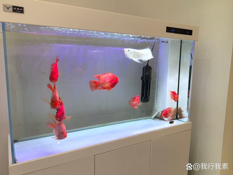 阿莫西林會把魚毒死嗎【阿莫西林對水生環(huán)境的影響】 阿莫西林會把魚毒死嗎【阿莫西林對水生環(huán)境的影響】 龍魚論壇 第2張