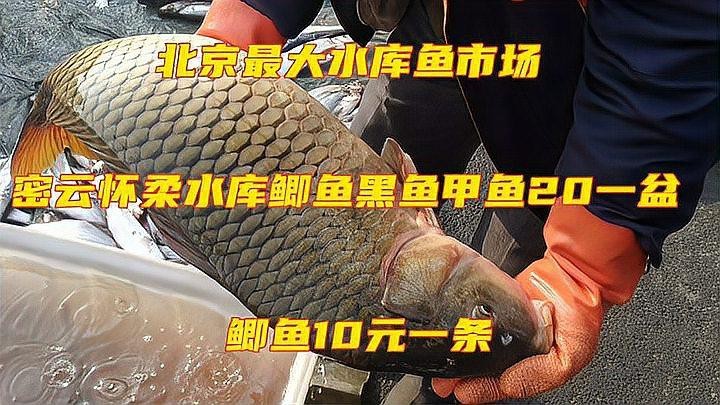 淡水魚批發哪里最便宜【2025年8月3日湖南活鯽魚批發價格表】 淡水魚批發哪里最便宜【2025年8月3日湖南活鯽魚批發價格表】 龍魚論壇 第1張