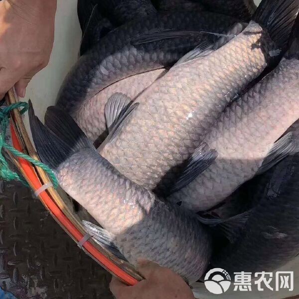 淡水魚批發哪里最便宜【2025年8月3日湖南活鯽魚批發價格表】 淡水魚批發哪里最便宜【2025年8月3日湖南活鯽魚批發價格表】 龍魚論壇 第2張