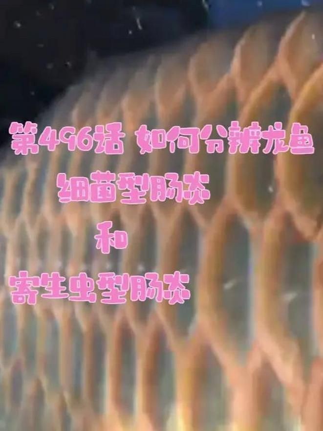 龍魚細菌感染如何早期發現？【龍魚體外細菌感染完全攻略】 龍魚細菌感染如何早期發現？【龍魚體外細菌感染完全攻略】 龍魚百科 第3張